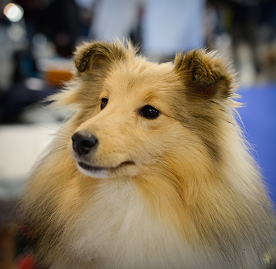 Sheila Stříbrné doly